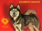 Adopt CHUCKY a Alaskan Malamute