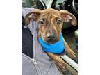 Adopt DILL a Plott Hound