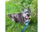 Adopt Spencer a Shih Tzu, Poodle