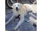 Adopt Goose a Great Pyrenees