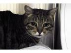 Adopt Buster a Domestic Short Hair