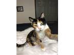 Adopt Miley a Calico or Dilute Calico Calico cat in Colmar, PA (38544190)