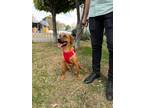 Adopt Cinnamon a Brown/Chocolate Vizsla dog in Gig Harbor, WA (38657322)