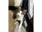 Adopt Bruno a Domestic Shorthair / Mixed (short coat) cat in New Orleans