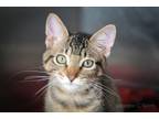 Adopt Blue Moon a Domestic Shorthair / Mixed (short coat) cat in New Orleans