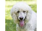 Adopt Ronnie a Tan/Yellow/Fawn Standard Poodle dog in Whitby, ON (38623900)