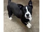 Adopt Samson a Boxer, Border Collie