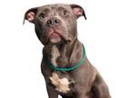 Adopt Orowell a Pit Bull Terrier