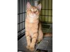 Adopt Cotton a Domestic Shorthair / Mixed (short coat) cat in New Orleans