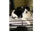 Adopt Buttercup a Domestic Shorthair / Mixed (short coat) cat in New Orleans