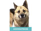 Adopt Steinbeck a German Shepherd Dog