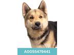 Adopt Fitzgerald a German Shepherd Dog