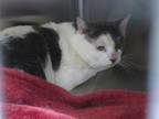 Adopt FONZO a Domestic Short Hair