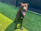 Adopt DUKE a Labrador Retriever, Pit Bull Terrier