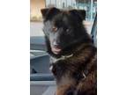 Adopt Brewski a Border Collie