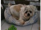 Adopt Frappucino (In Foster) a Shih Tzu / Mixed dog in New Orleans