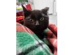 Adopt Koala a Domestic Short Hair