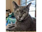 Adopt Olympia a All Black Domestic Shorthair / Domestic Shorthair / Mixed cat in