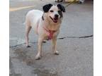 Adopt Bitsy (Senior in Foster) a Terrier (Unknown Type, Small) / Mixed dog in