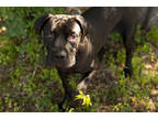 Adopt Cane a Brindle Cane Corso / Mixed dog in Kirby, TX (38516946)