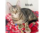 Adopt Micah a Gray or Blue Domestic Shorthair / Mixed cat in Flower Mound