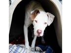 Adopt Kratos a White - with Tan, Yellow or Fawn Pit Bull Terrier / Mixed dog in