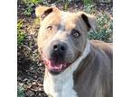 Adopt ACE a Gray/Silver/Salt & Pepper - with White American Staffordshire