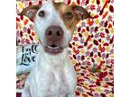 Adopt Aries a White - with Tan, Yellow or Fawn American Pit Bull Terrier /
