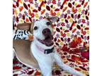 Adopt Athena a American Pit Bull Terrier / Basenji / Mixed dog in Rifle