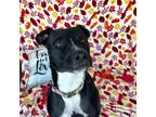 Adopt Lemmy (Lord Farquad) a Black Pit Bull Terrier / Greyhound / Mixed dog in