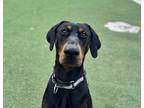 Adopt Duke a Doberman Pinscher