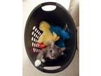 Adopt Meow Meow a Gray, Blue or Silver Tabby Domestic Shorthair / Mixed (short