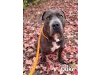 Adopt Duke a American Pit Bull Terrier / Mixed dog in Defiance, OH (38546898)