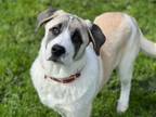 Adopt BERNIE a Saint Bernard, Anatolian Shepherd