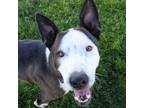 Adopt Maddox a Cattle Dog, Pit Bull Terrier