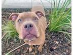 Adopt Tonka a Pit Bull Terrier, Mixed Breed