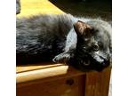 Adopt Sary a All Black Domestic Longhair / Mixed cat in Foley, AL (38601704)