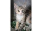 Adopt Louisa a Domestic Shorthair / Mixed (short coat) cat in New Orleans
