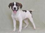 Adopt RAIDER a Great Pyrenees, Pit Bull Terrier