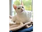 Adopt Snowflake a Domestic Shorthair / Mixed (short coat) cat in Cumberland