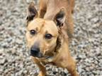 Adopt GABRIEL a Australian Cattle Dog / Blue Heeler, Mixed Breed