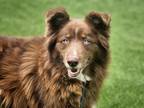 Adopt SULTAN a Border Collie, Mixed Breed