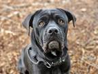 Adopt ELVIS a Cane Corso