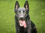 Adopt SHADOW a German Shepherd Dog