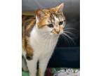 Adopt Cherish a Calico or Dilute Calico Domestic Shorthair cat in Colmar