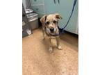 Adopt Pistol a Cattle Dog, Mixed Breed