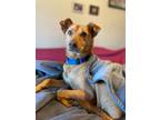 Adopt Nico a Brown/Chocolate German Pinscher dog in Gig Harbor, WA (38662122)