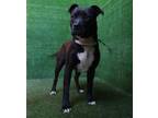 Adopt ONYX a Pit Bull Terrier