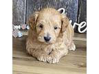 Poodle (Toy) Puppy for sale in Koshkonong, MO, USA