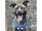 Adopt Duncan a Brindle Plott Hound / Mixed dog in Aldie, VA (38437172)